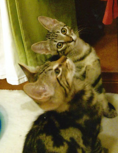 Eli & peyton 6 month old kittens