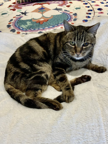 Motherfood, did you bring me some cat crack I can roll around in?