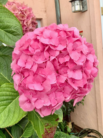 Huge blossom from the Hydrangea That Ate Cleveland