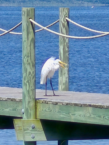 Ichabod on the pier at OBX
