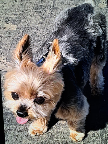 Lucy, 5lb. ruler of the walking trail