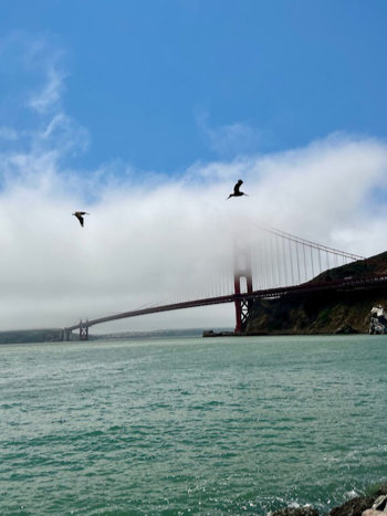 Pelicans hunting for lunch