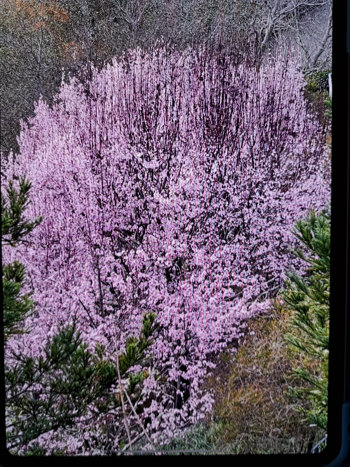 Plum trees in Mill Valley, California