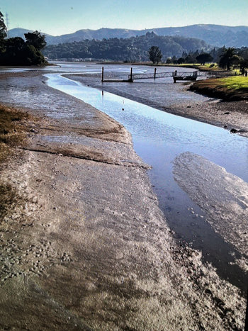 Super low tide, Mill Valley estuary, January 13th