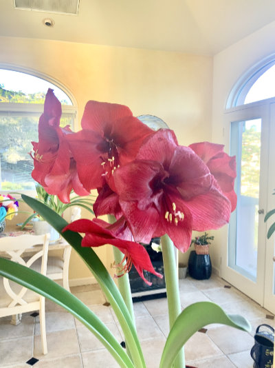 My Christmas amaryllis that always blooms in January